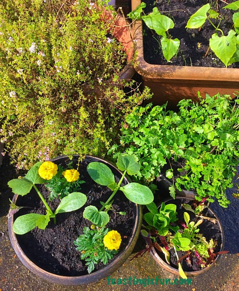 Wilko Gardening Product Review Feasting Is Fun