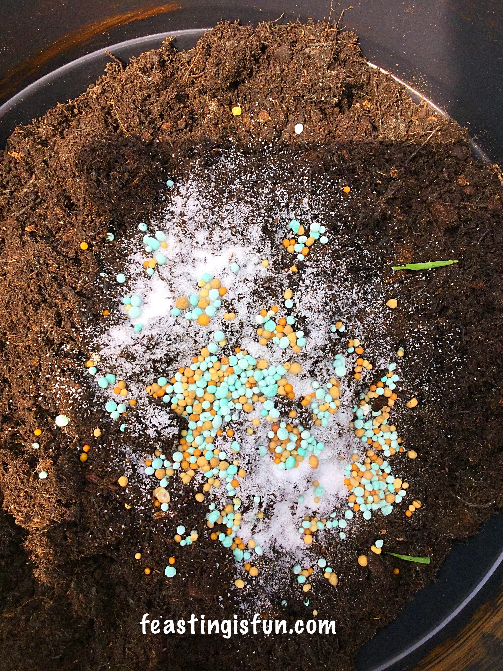 Wilko Gardening Product Review Feasting Is Fun
