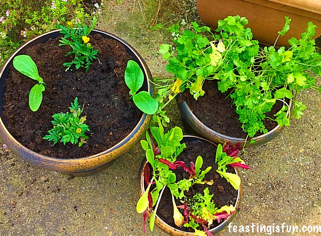 Wilko Gardening Product Review Feasting Is Fun