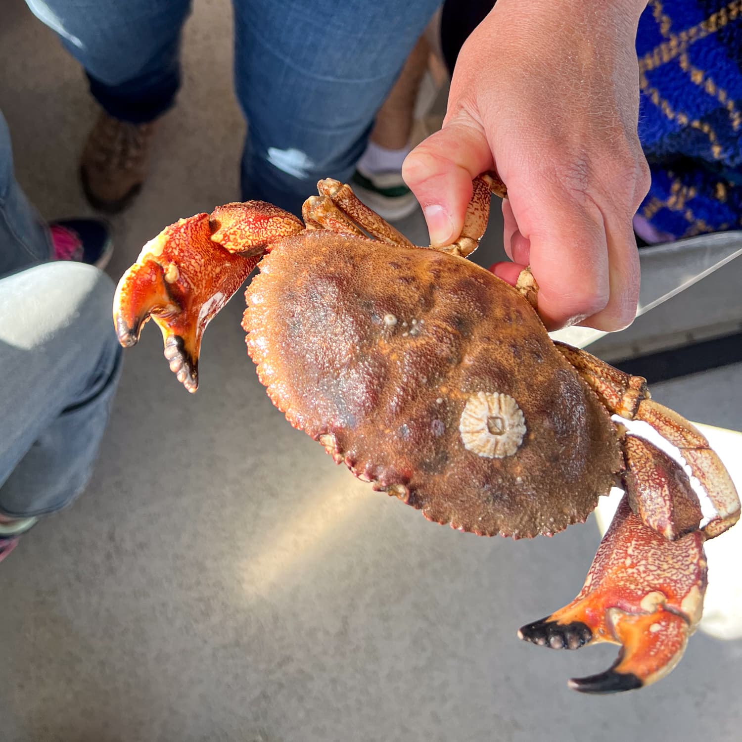 The Lulu Lobster Boat Tour, A Maine Adventure Feastio
