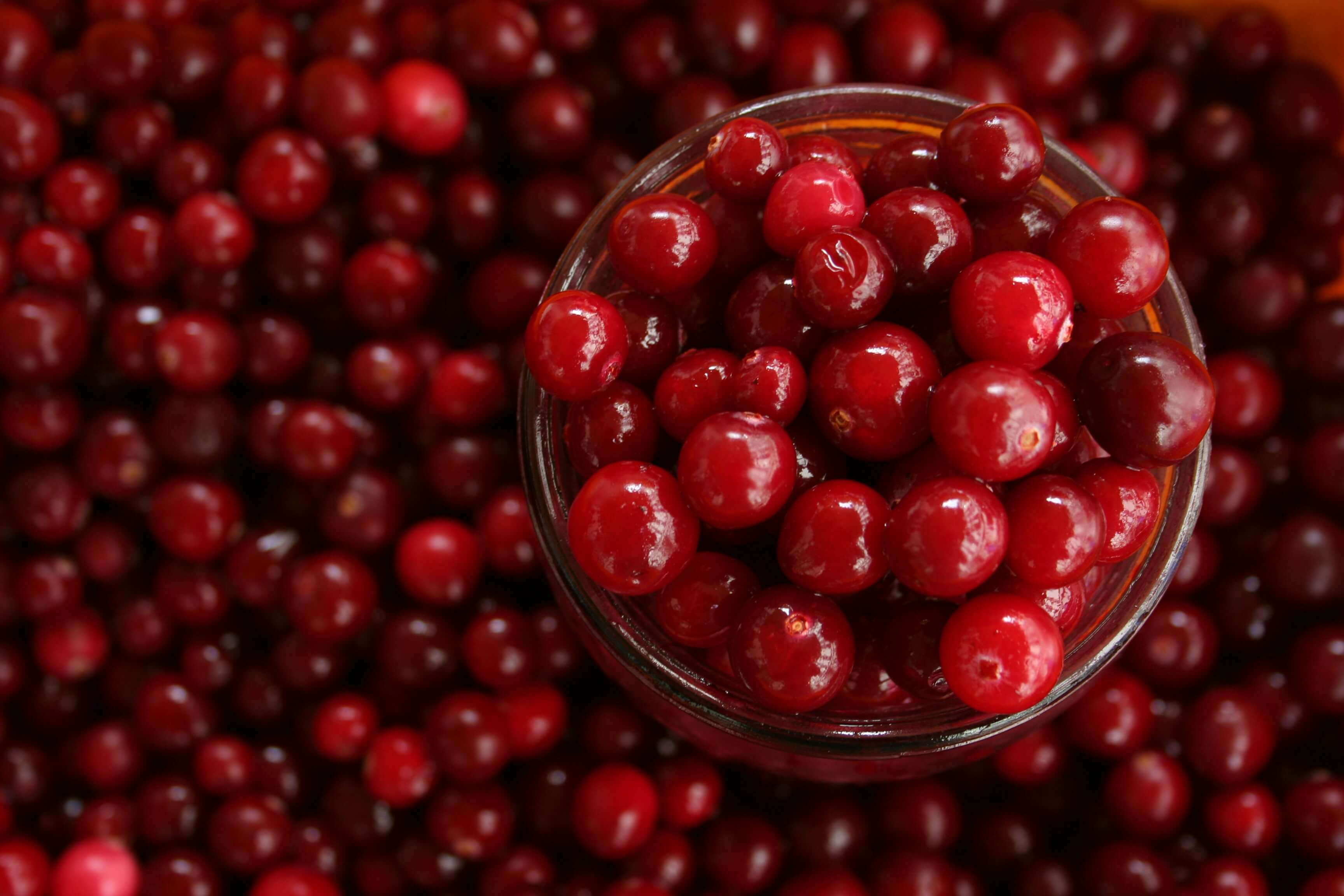 A Short History Of The Cranberry Feasts of History