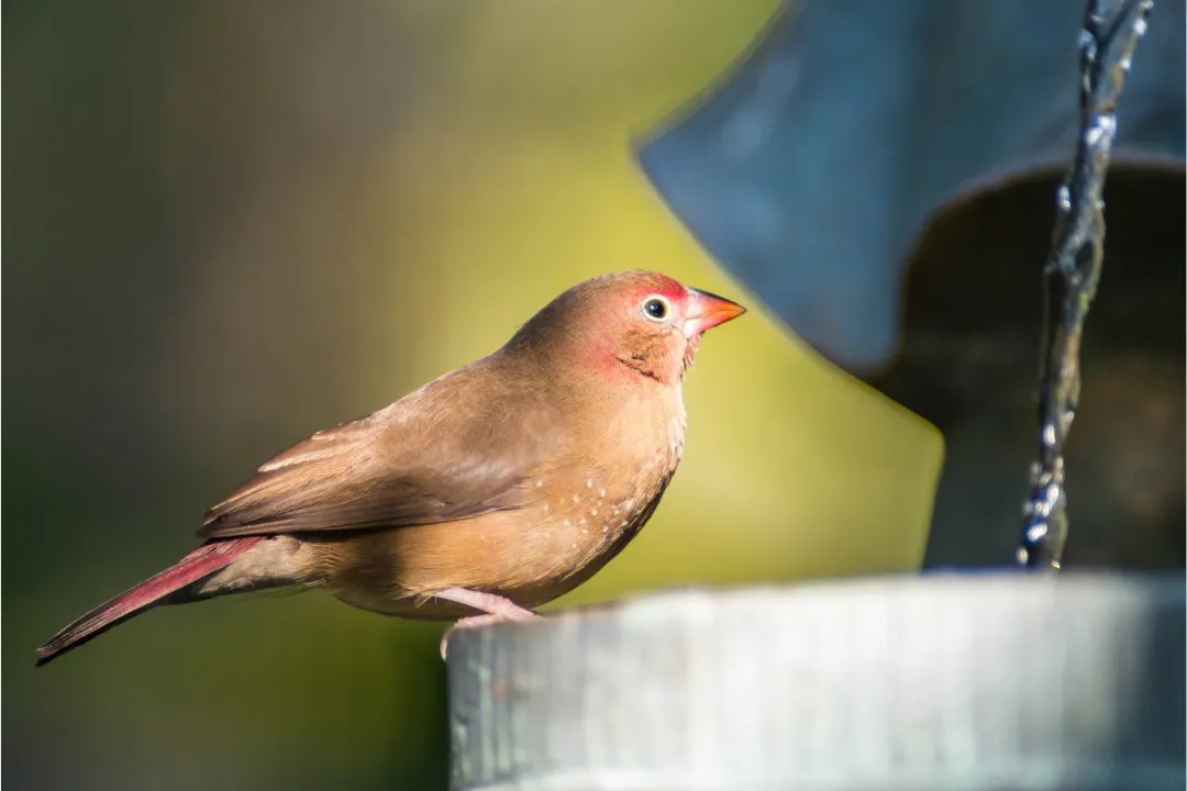 Ultimate Guide To Finches As Pets Care, Types, And Tips