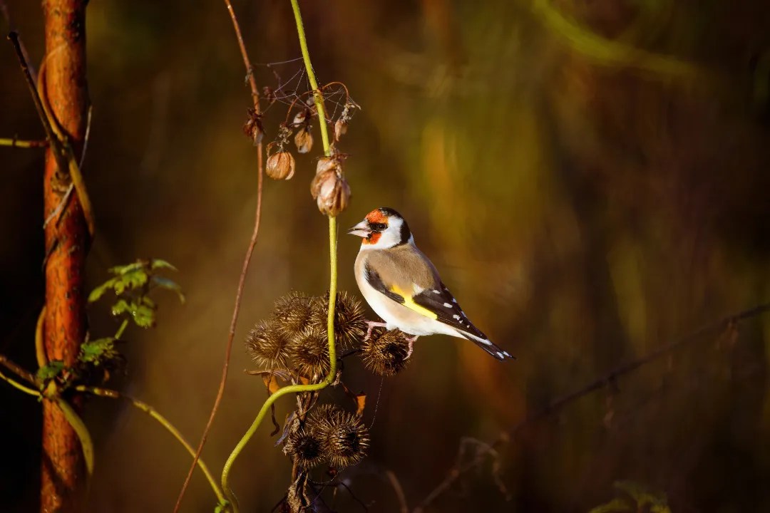 Ultimate Guide To Finches As Pets Care, Types, And Tips