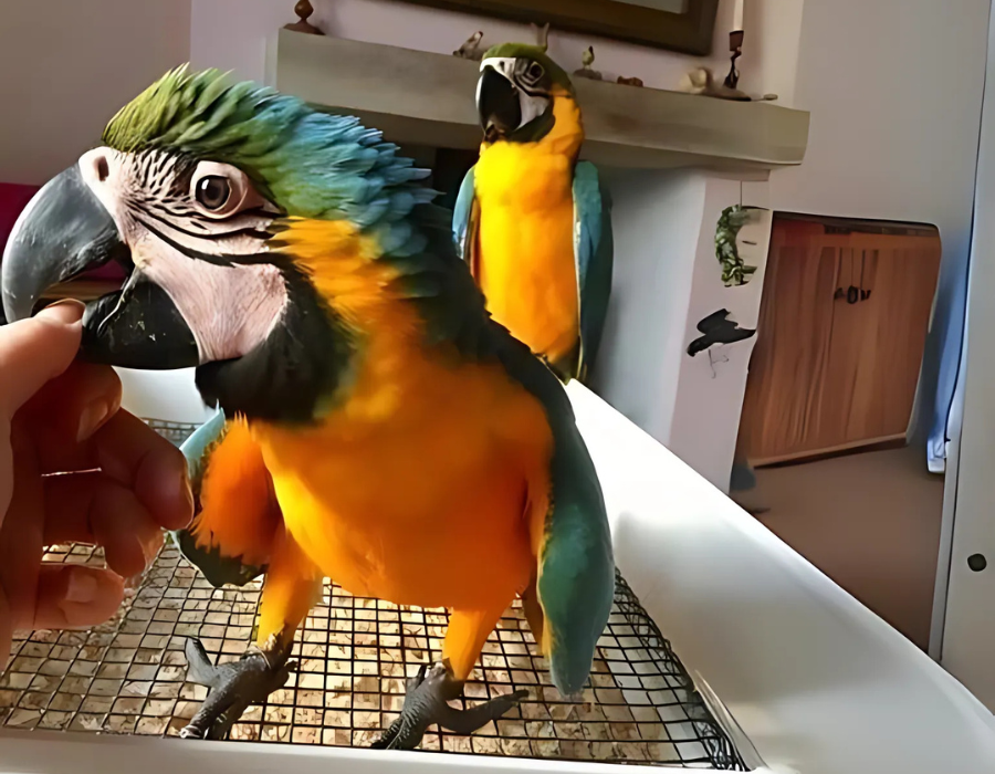 Pareja de guacamayos azules Exotic parrots for sale