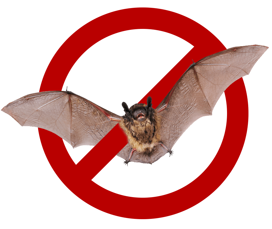 Bat Removal Charleston SC Feather Fighters Wildlife Removal