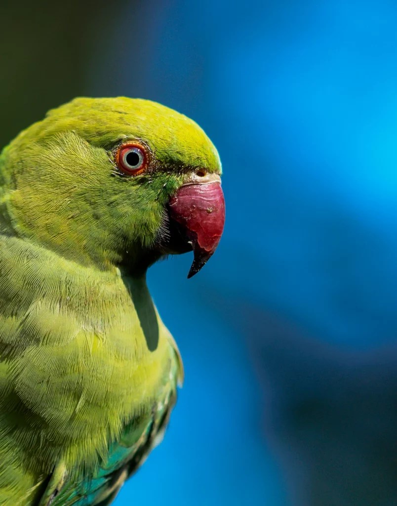 How Do Parakeets Sleep? Featherland Bird Cage