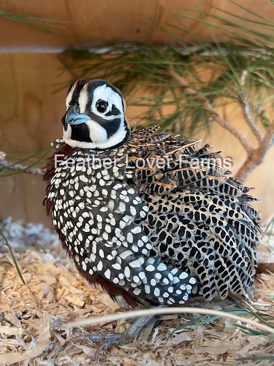 Mearns / Montezuma Quail Pairs For Sale Feather Lover Farms