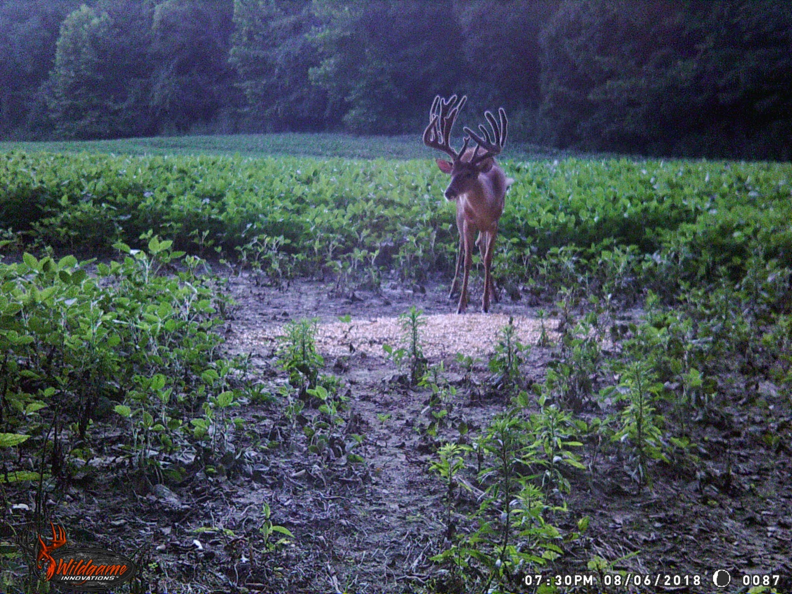 Deer Calling 101 How and When to use them OUTDOORS