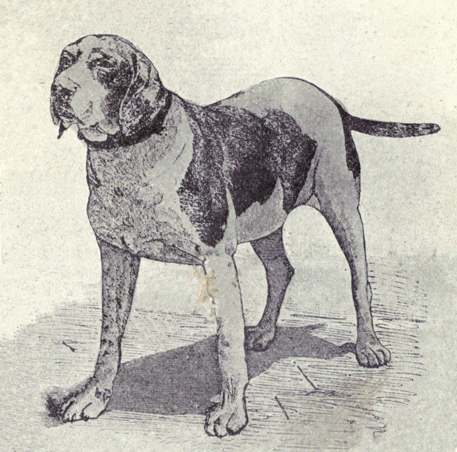 The “Euro” Pointer Feathers & Whiskey
