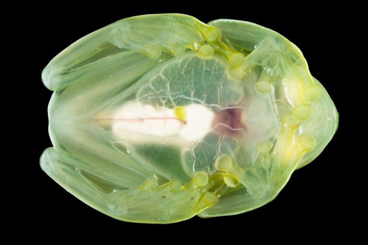 Watch Out, This Ghost Glass Frog's Got the Crazy Eyes!! Featured Creature