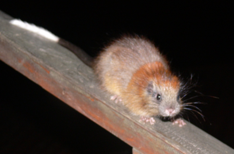 Adorable Ginger Rat Rediscovered after 113 Years Featured Creature