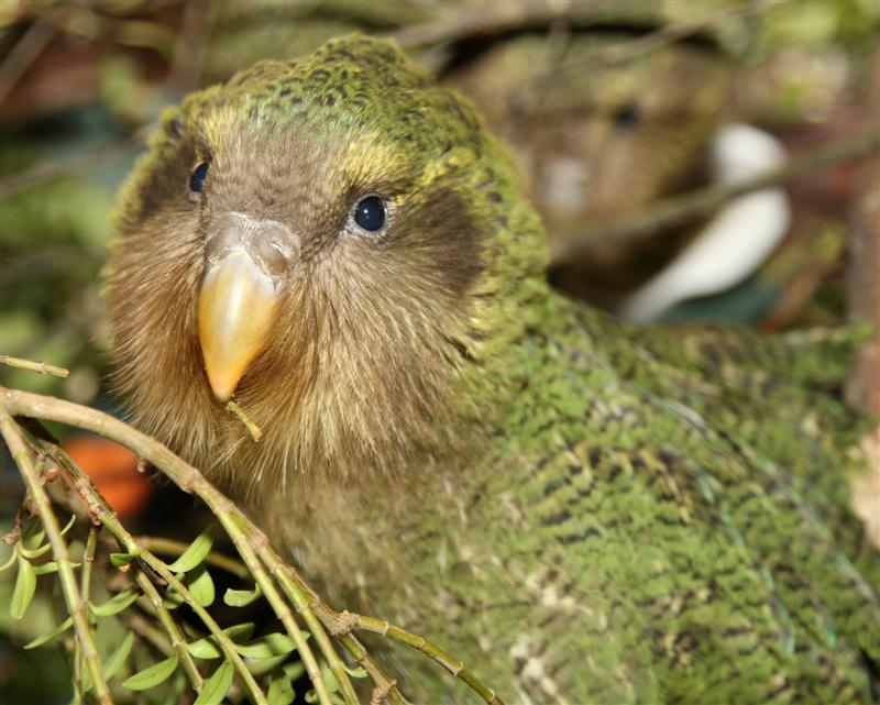 Adorable but Endangered The Kakapo Featured Creature