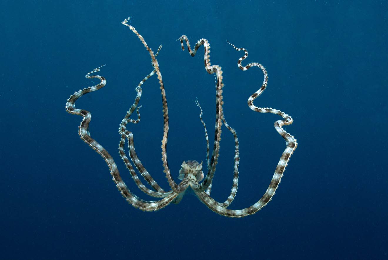 I Can Transform Ya Mimic Octopus Featured Creature