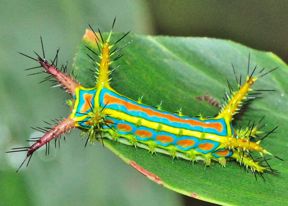 From Incredible to Ordinary Wattle Cup Caterpillar Featured Creature