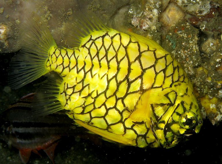 And Here's a Pineapplefish, Mon. Featured Creature