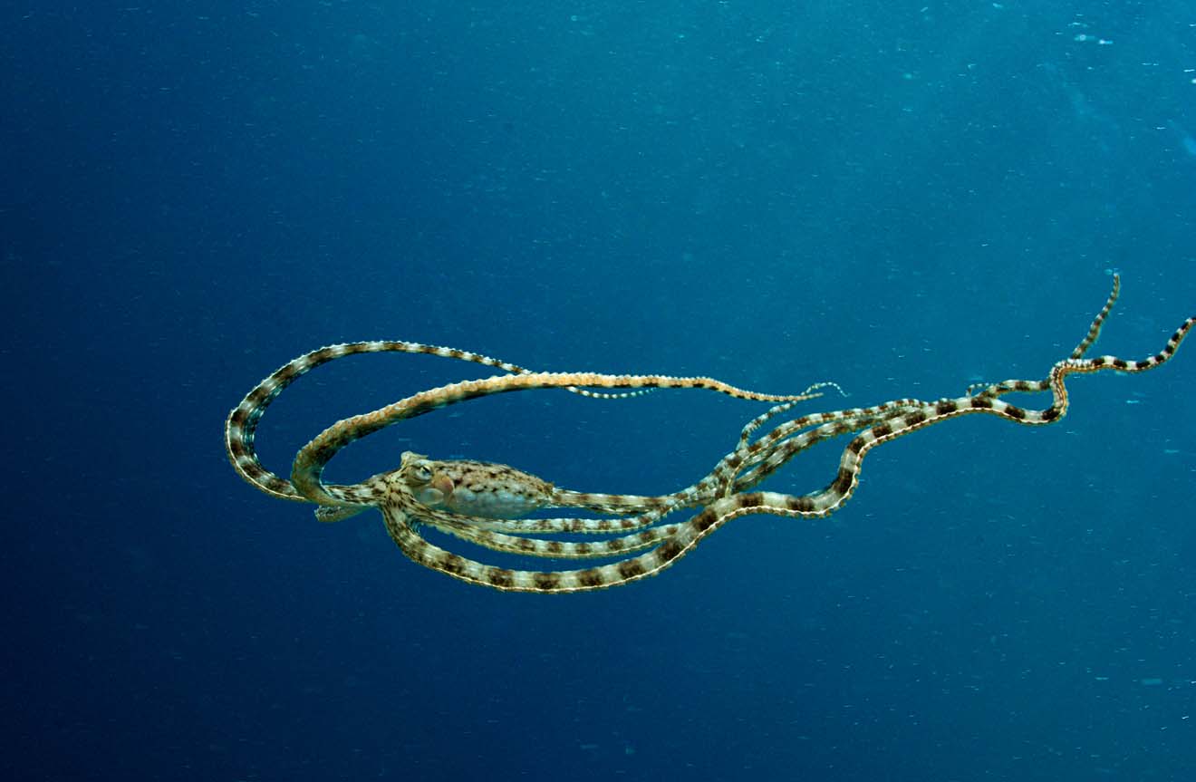 Mimic Octopus Mimicking Jellyfish