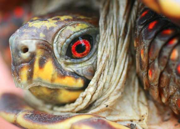 Teenage Mutant Beautiful Turtle Featured Creature