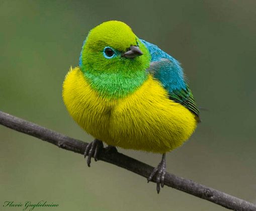 Mr. Fluffy Feathers a Very Cute Bird Featured Creature