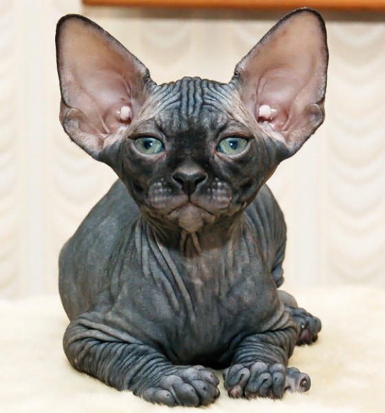 6 Strange Breeds of Hairless Cats Featured Creature