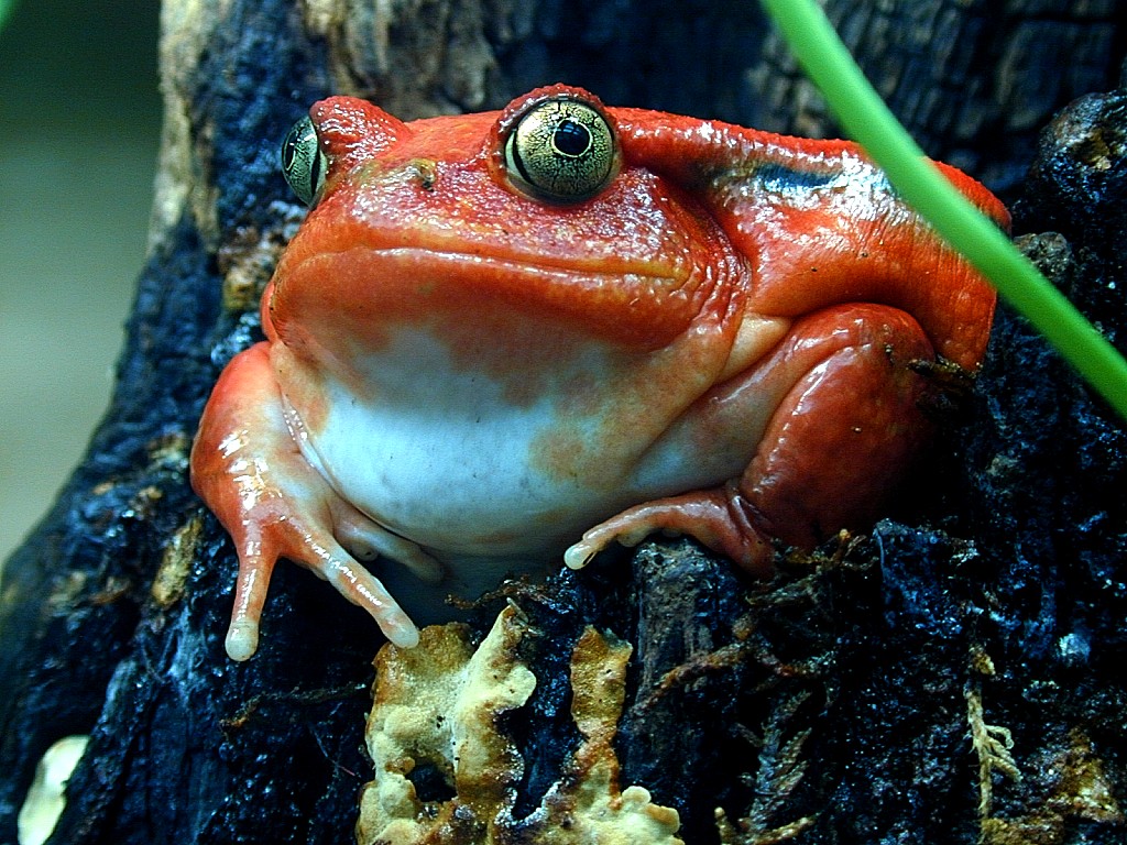 Get your Fresh Tomato Frogs!! Featured Creature