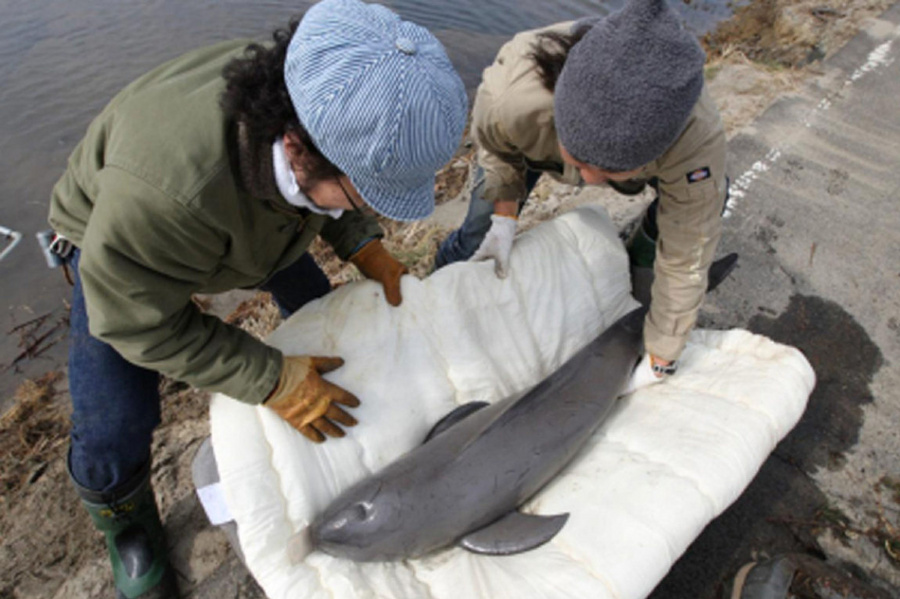 Baby Porpoise Rescued After Tsunami Featured Creature