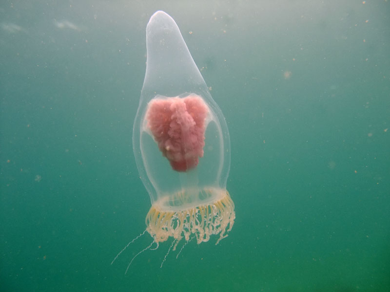 Mini Conehead Jellies Patrol the Seas... Who Knew? Featured Creature