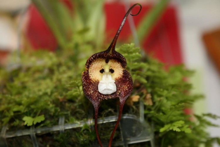 Monkey Orchid and 5 Other Amazing Animal Orchids! Featured Creature