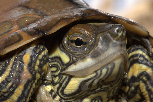 Ringed Map Turtles Must Be the Real Life Ninja Turtles. Yes. Definitely. Featured Creature