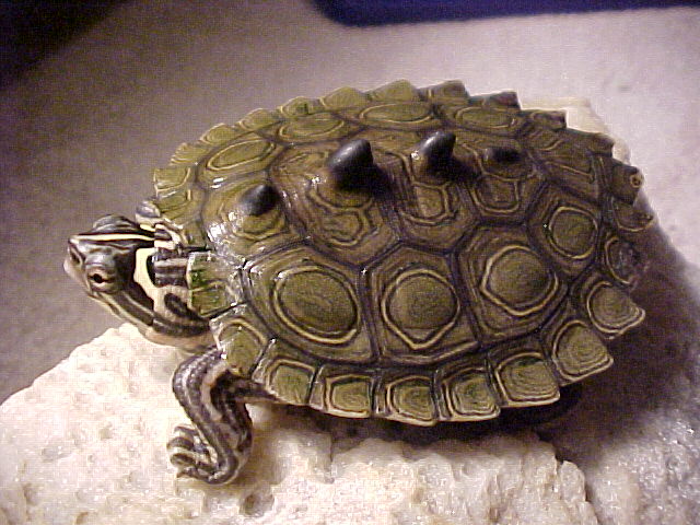 Ringed Map Turtles Must Be the Real Life Ninja Turtles. Yes. Definitely. Featured Creature