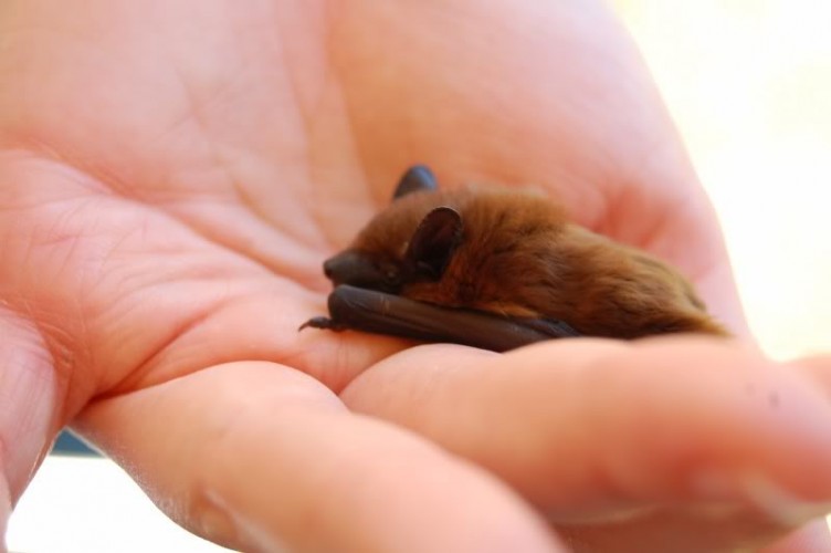 I AM THE NIGHT! As Proclaimed by the Unbelievably Cute Evening Bat