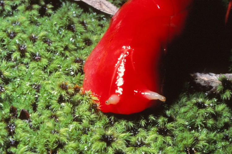 Breaking New Species of Bizarre Blood Red Slug Discovered! Featured Creature