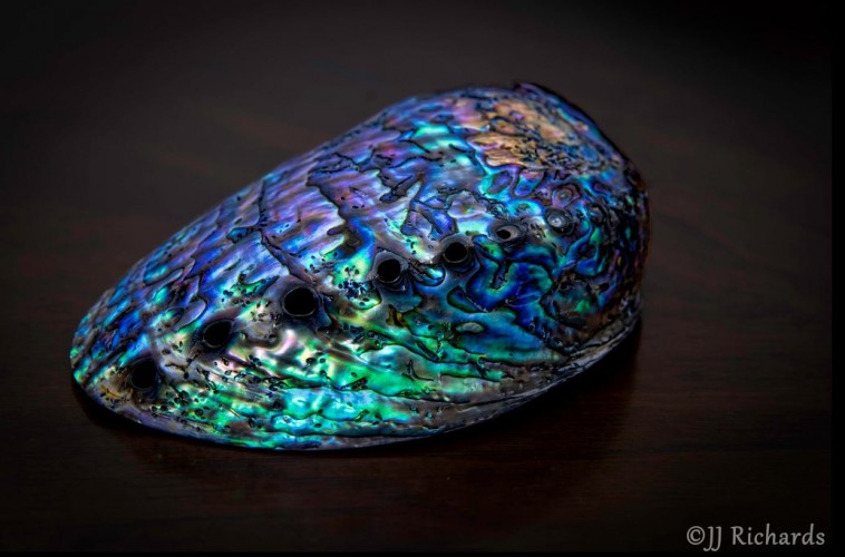 Pāua Abalone the Spectacular Mollusc Revered by the Māori