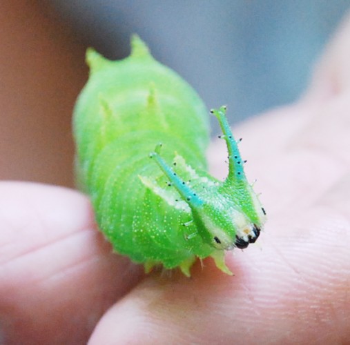 Japanese Emperor Caterpillar What's Not to Love With a Face Like This