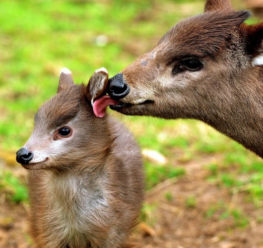 Rare, Fangtastic Tufted Deer Shocks With Its Huge Canines Featured