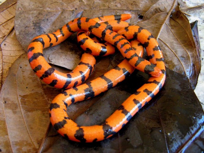 False Coral Snake All Tricks and No Treats Featured Creature