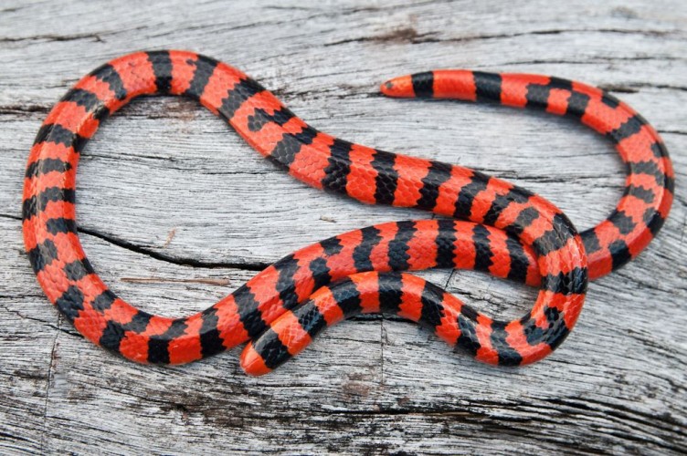 False Coral Snake All Tricks and No Treats Featured Creature