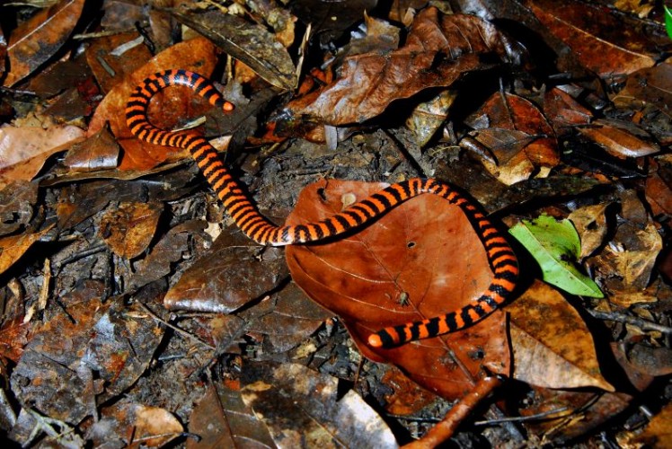 False Coral Snake All Tricks and No Treats Featured Creature