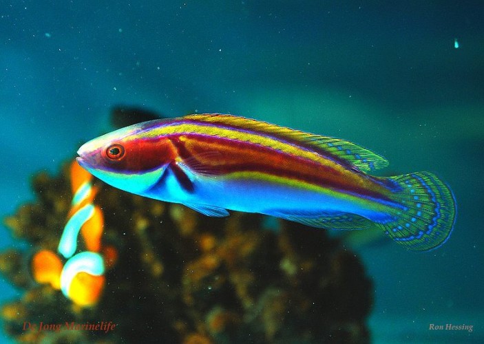 Labout's Fairy Wrasse Is One Radical, Psychedelic Fish Featured Creature