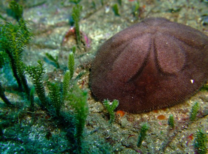 The Pleasantly Plump Sand Dollar Urchin Featured Creature