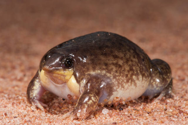 Hemisus marmoratus, mottled shovelnosed frog, Marbled