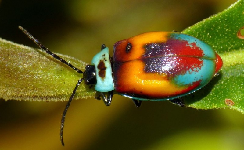 Leaf Beetle of Ecuador is a Living Masterpiece Featured Creature