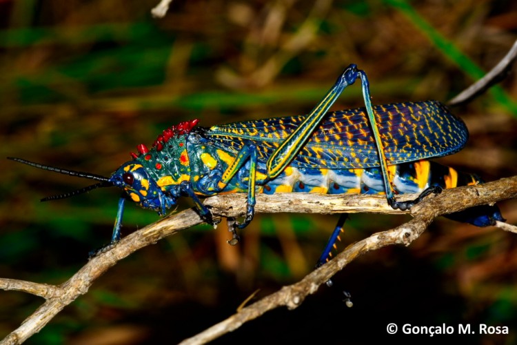 Rainbow Milkweed Locust A Real Toxic Beauty Featured Creature