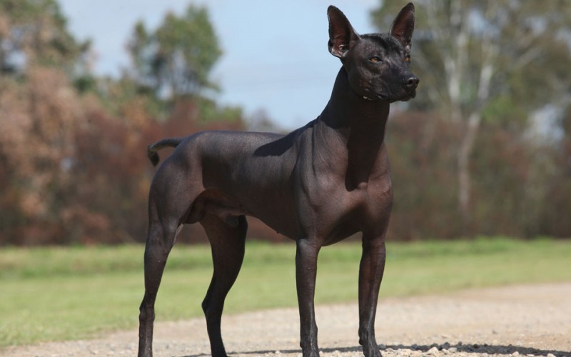 Five Hairless Dog Breeds Man's Best (Naked) Friends Featured Creature