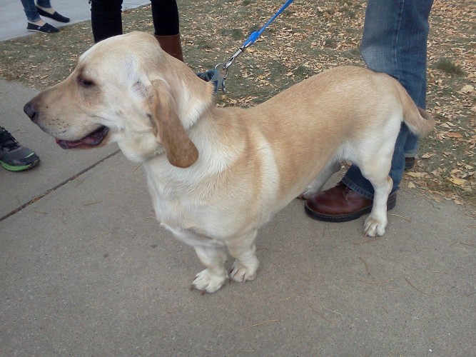 10 Heartmelting Basset Hound Mix Breeds To Aww Over