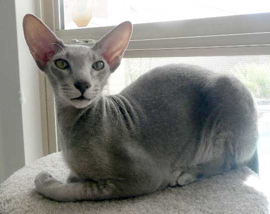 6 Strange Breeds of Hairless Cats Featured Creature