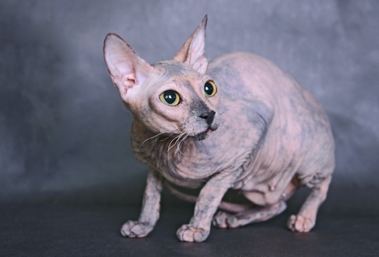 6 Strange Breeds of Hairless Cats Featured Creature