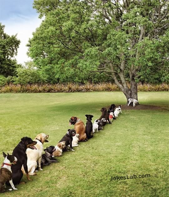 Funny dog queueing for peeing animal, dog, funny, pee, picture, queue