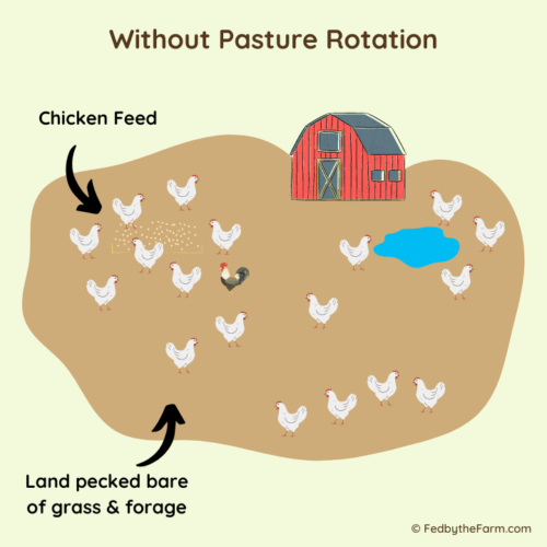 Pasture Raised vs Organic vs Free Range Chicken Explained