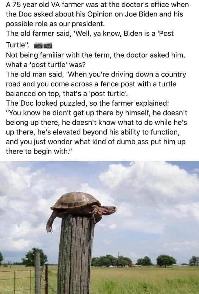 The Post Turtle The Federal Observer