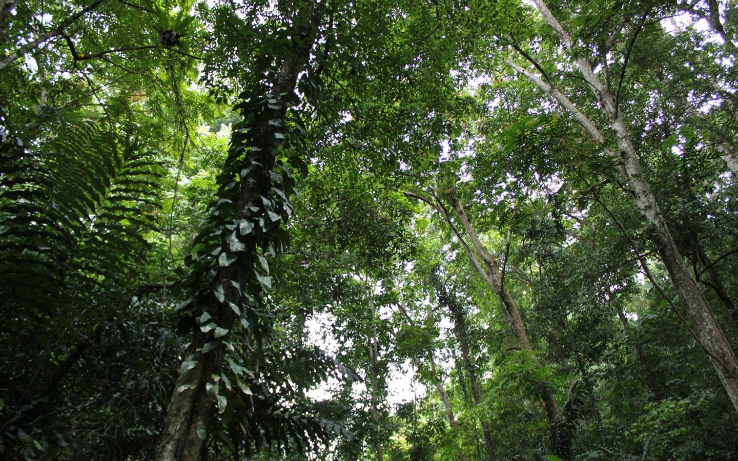 Teradata Cares Planting 240 Native Trees to Restore Philippine Forests